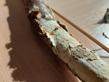 Konsultacje mykologiczne w siedzibie Oddziału PKWŁ, 
